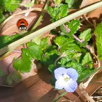 オオイヌノフグリ,ロマネスコ,ヒメオドリコソウ,山野草,小石川植物園の画像