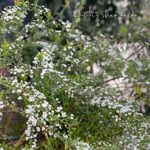 ジンチョウゲ,ユキヤナギ,沈丁花,雪柳,ユキヤナギ（雪柳）の画像