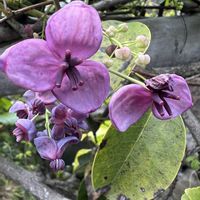 アケビ,桜島,仙巌園の画像