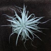 テクトラム,エアープランツ/チランジアの画像