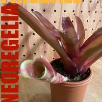 ネオレゲリア・ファイヤーボールの画像