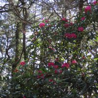 シャクナゲ,赤松,赤松,石楠花（シャクナゲ）,石楠花（シャクナゲ）の画像