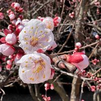アンズ,アンズ,散歩,Ｎ植物園の画像