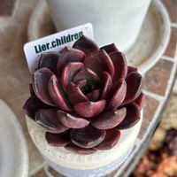 ブラックピンクღ,リエール　多肉フェスティバル,多肉植物,no green no life,多肉植物のある暮らしの画像