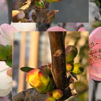 スノーフレーク,ハボタン,ボケ,葉牡丹,ベランダガーデンの画像