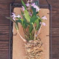 サボテン,デンドロビウム,ギンギアナム,エピデンドラム　ボーシー,エピデンドラム　ブーシーの画像