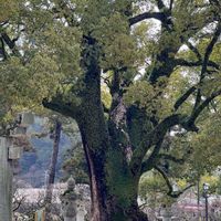 クスノキ,福岡,大きな木,太宰府天満宮,素敵な出会いに感謝の画像