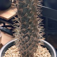 パキポディウム,胴切り,ラメリーの画像