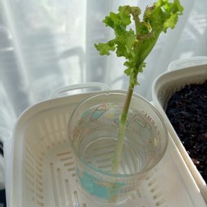 レタス,水耕栽培,お花,家庭菜園初心者,みどりのある暮らしの画像