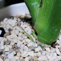 モンステラ,観葉植物,日光浴,初心者,室内管理の画像