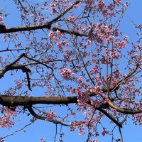 ハナモモ,ご近所,iPhone撮影,犬とお散歩,植物大好きの画像