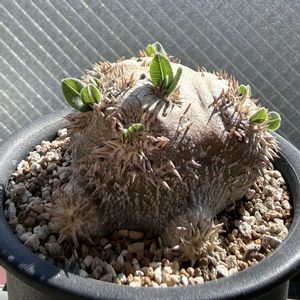 パキポディウム 恵比寿笑い,パキポディウム 恵比寿笑い,塊根植物,実生,ひなたぼっこの画像