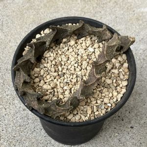 ガガイモ科,セロペギア属,珍奇植物,ビザールプランツの画像