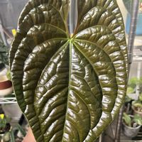 アンスリウム,アンスリウム ルクスリアンス,観葉植物,アロイドの画像