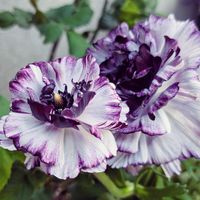 エキナセア,バイモユリ,癒しの植物,育てる楽しみ,絶妙な色の画像