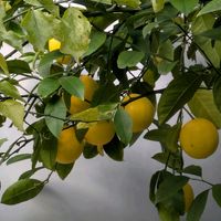 クリスマスローズ,サイネリア,ツバキ,レモン,はちの画像