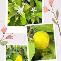 シャコバサボテン,スイセン,レモン,葉牡丹,今日のお花の画像