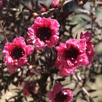 ギョリュウバイ,スタンダード仕立ての画像