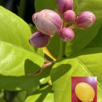 ハナニラ,ハナニラ,ウメ,クリスマスローズ,クリスマスローズの画像