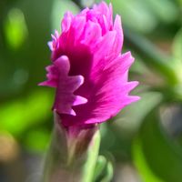 ゼラニウム,ゼラニウム,ナデシコ,ナデシコ,ベゴニアの画像