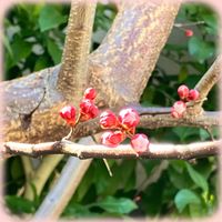 アンズ,杏 信州大実,果樹,花のある暮らしの画像