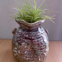 チランジア,エアプランツ,一輪挿し,信楽焼,iPhone撮影の画像