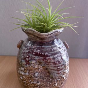 チランジア,エアプランツ,一輪挿し,信楽焼,iPhone撮影の画像