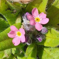 クンシラン,クンシラン,ワスレナグサ,ワスレナグサ,玄関横の画像