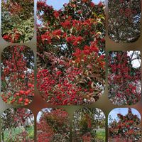 ナンテン,クロガネモチ,ユキヤナギ フジノピンク,丸太町通りにて…の画像