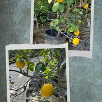 レモン,レモン,檸檬*,✨今日のお花✨,✨今日のお花✨の画像