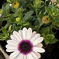 アイビーゼラニウム,アイビーゼラニウム,ローダンセマム・カップケーキ,ローダンセマム・カップケーキ,オステオスペルマム3D スチールブルーの画像