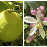 ガザニア,レモン,シラー・ペルビアナ,アイビーゼラニウム シュガーベイビー,エリオステモン プロファッションの画像