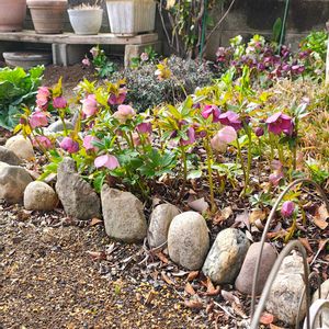 クリスマスローズ,クリスマスローズ,クリスマスローズ,ガーデニング,ボタニカルライフの画像