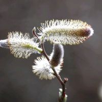 ネコヤナギ,ネコヤナギ雄花,横浜自然観察の森の画像