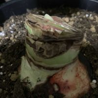 アマリリス,アマリリス　モンブラン,リビング・ダイニングの画像