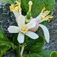 シャガ,レモン,レモンの花,今日のお花,木に咲く花の画像