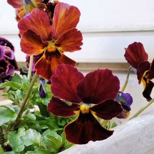 ビオラ ブラッシュストローク,鉢植え,花のある暮らし,植物のある暮らし,ビオラ・パンジーの画像