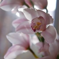 シンビジウム,シンビジューム,ミラーレス一眼,ゆみさんちの蘭らんラン,窓辺の画像