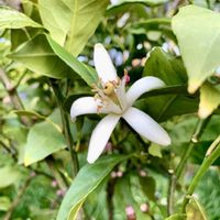 レモン,iPhone撮影,港の見える丘公園,横浜中華街,誠実な愛の画像