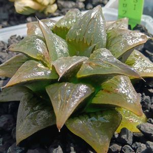 ISIアトロフスカ,ハオルチア属,多肉ちゃん,ボタニカルライフ,新芽の画像