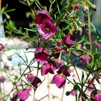 ボロニア,ジャノメエリカ(ピンク),ボロニア・パープルジェラード,癒し,葉牡丹の寄せ植えの画像