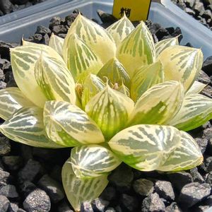 オブツーサ錦 朝焼け 糊斑,ハオルチア属,多肉ちゃん,ボタニカルライフ,新芽の画像