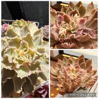 シャビアナ ペレグリナ,シャビアナ ペレグリナ,多肉植物,癒される,no green no lifeの画像