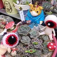 アンズ,ラブリーローズ,わたあめ,おもち。,ブースカの画像