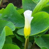 レモン,ミモザ,カタバミ,GSのみなさんに感謝♡,素敵な出会いに感謝の画像