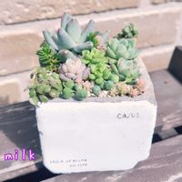 グリーンネックレス,ブロウメアナ,ヒスパニクム,若緑,シルバーペットの画像