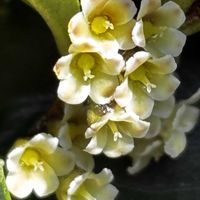 雌花(雌株),雌花(雌株),雌花(雌株),雄花(雄株),雄花(雄株)の画像