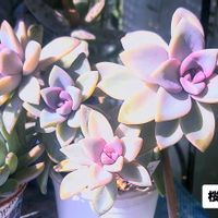 桜月,グラプトペタルム,植物男子ベランダー,グラプト 桜月,グラプトペタルム属の画像