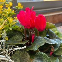 ハゴロモジャスミン,ガーデンシクラメン,ボロニアピナータ,花のある暮らし,❤️いいね、ありがとうの画像