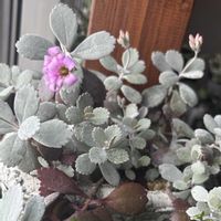 カランコエ,カランコエ プミラ,カランコエ プミラ,白銀の舞   ,室内窓辺の画像